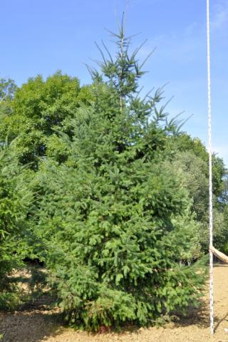 Pseudotsuga menziesii